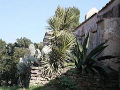 183 D24 BORMES LES MIMOSAS 2_000020